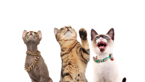 three cute cats look up while sitting and standing