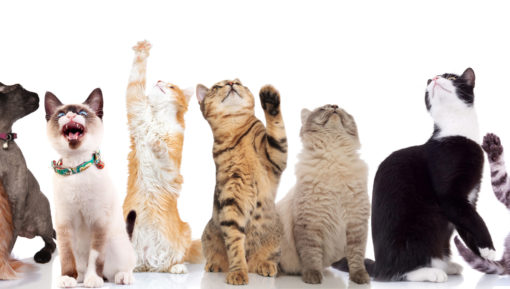 lovely large group of cats looking up to side