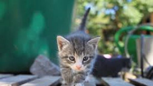 kitten a