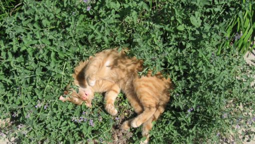 Cat_sleeping_in_catmint-16July2007