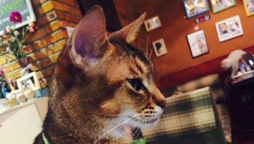 Cute_Cat_Wearing_A_Tie