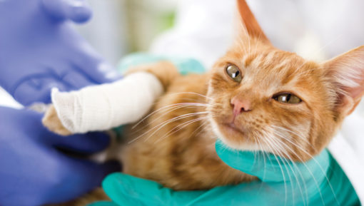 cat with broken leg