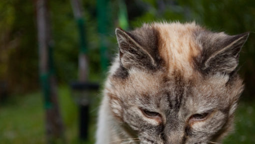 Tired_20-year-old_cat