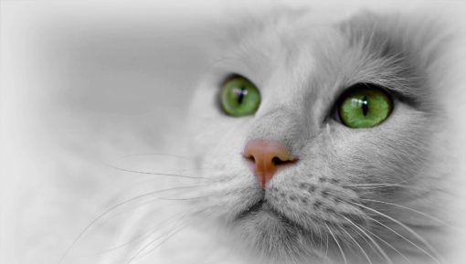 cat-721357_1920