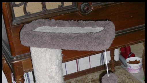 cat scratching 1