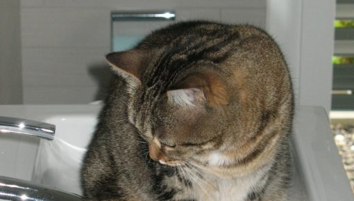 cat-sink