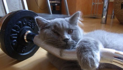 cat-training