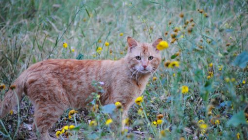 ginger-cat-in field